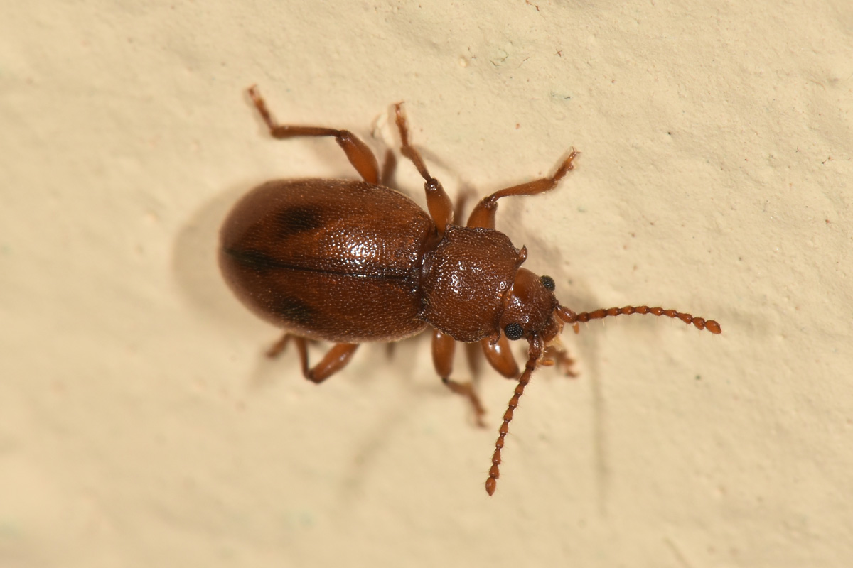 Endomychidae:  Dapsa opuntiae?  S !